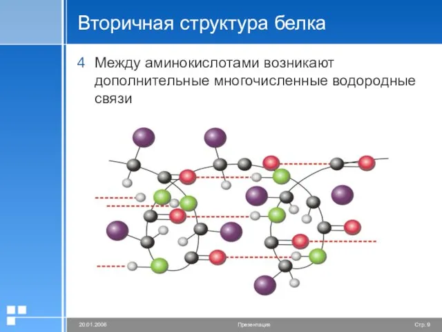 Вторичная структура белка Между аминокислотами возникают дополнительные многочисленные водородные связи