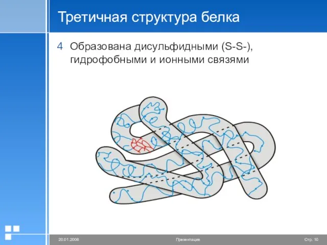 Третичная структура белка Образована дисульфидными (S-S-), гидрофобными и ионными связями