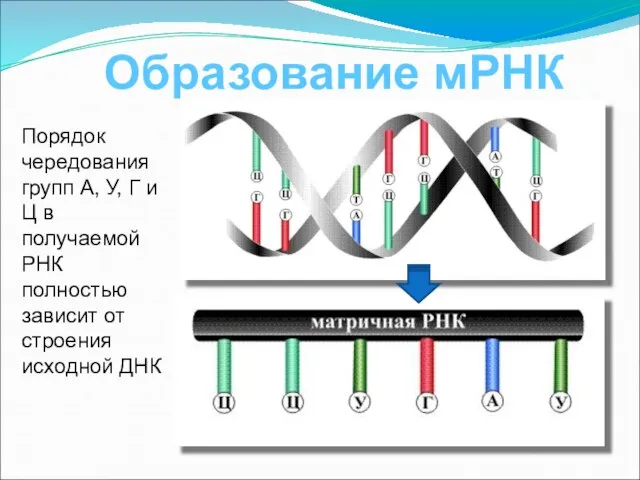 Образование мРНК Порядок чередования групп А, У, Г и Ц в