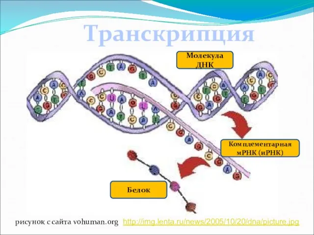 Транскрипция Молекула ДНК Комплементарная мРНК (иРНК) Белок рисунок с сайта vohuman.org http://img.lenta.ru/news/2005/10/20/dna/picture.jpg