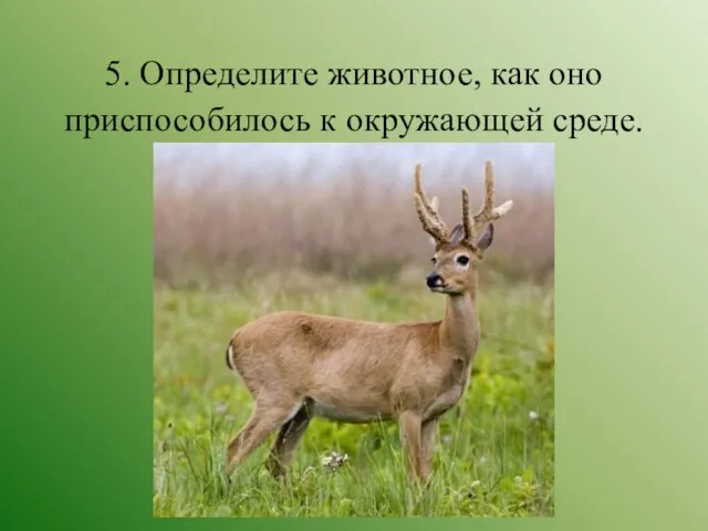 5. Определите животное, как оно приспособилось к окружающей среде.