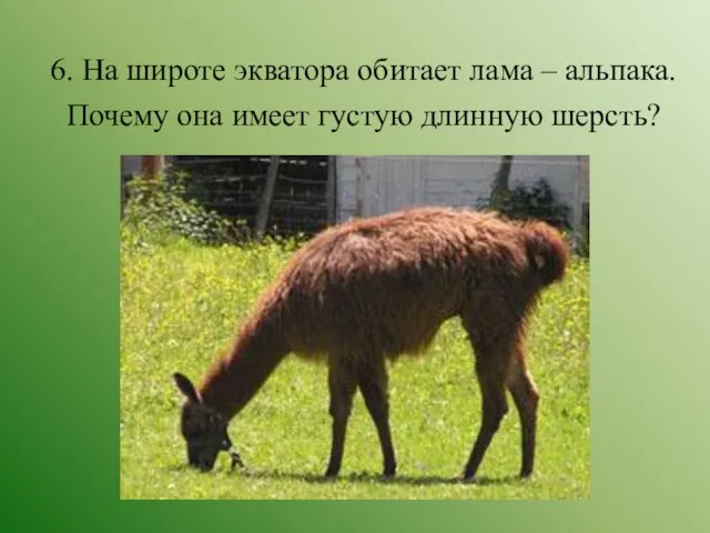 6. На широте экватора обитает лама – альпака. Почему она имеет густую длинную шерсть?