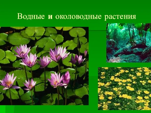 Водные и околоводные растения