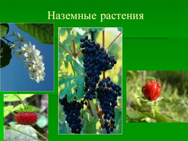 Наземные растения