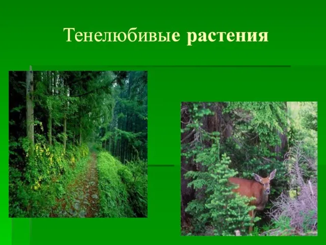 Тенелюбивые растения