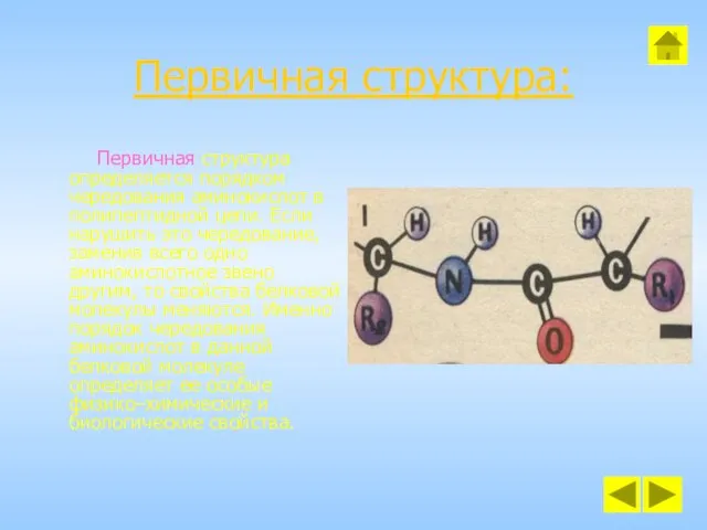 Первичная структура: Первичная структура определяется порядком чередования аминокислот в полипептидной цепи.