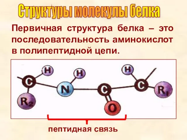 Первичная структура белка – это последовательность аминокислот в полипептидной цепи. пептидная связь Структуры молекулы белка