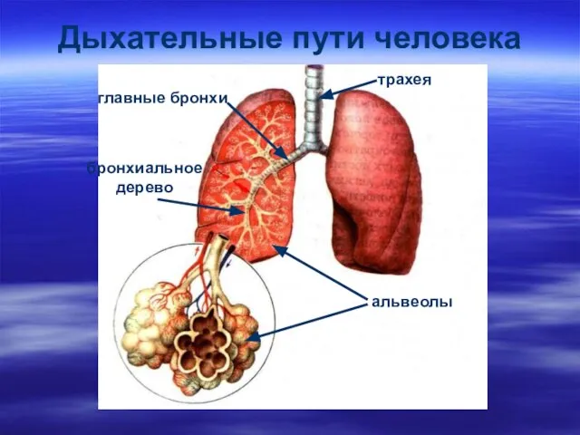 Дыхательные пути человека трахея альвеолы бронхиальное дерево главные бронхи