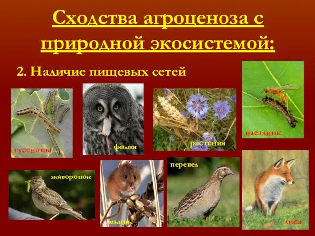 Сходства агроценоза с природной экосистемой: 2. Наличие пищевых сетей филин перепел