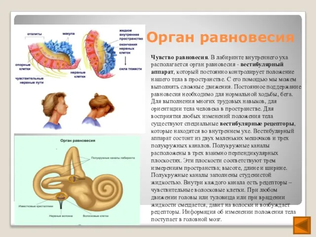 Орган равновесия Чувство равновесия. В лабиринте внутреннего уха располагается орган равновесия