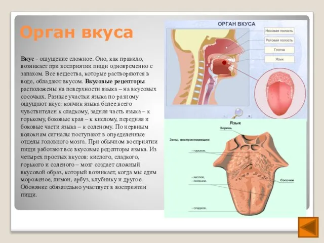 Орган вкуса Вкус - ощущение сложное. Оно, как правило, возникает при