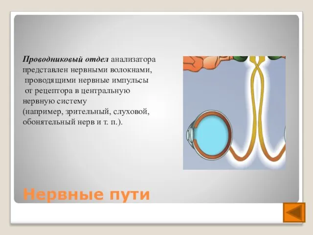 Нервные пути Проводниковый отдел анализатора представлен нервными волокнами, проводящими нервные импульсы