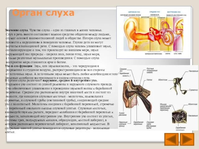 Орган слуха В органе слуха различают наружное, среднее и внутреннее ухо.