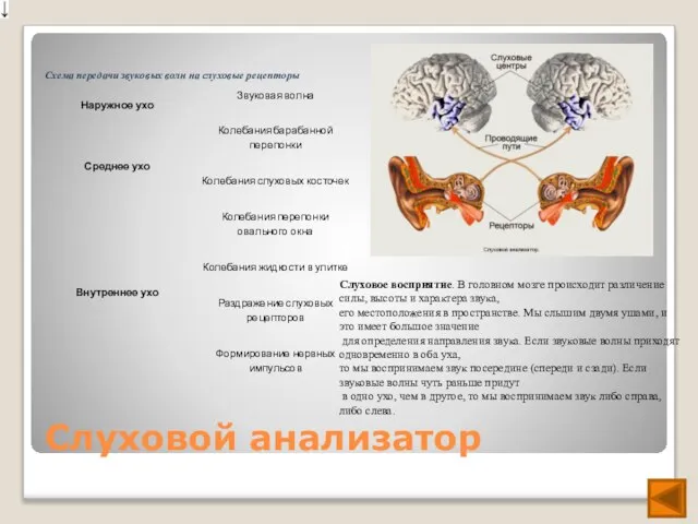 Слуховой анализатор Слуховое восприятие. В головном мозге происходит различение силы, высоты