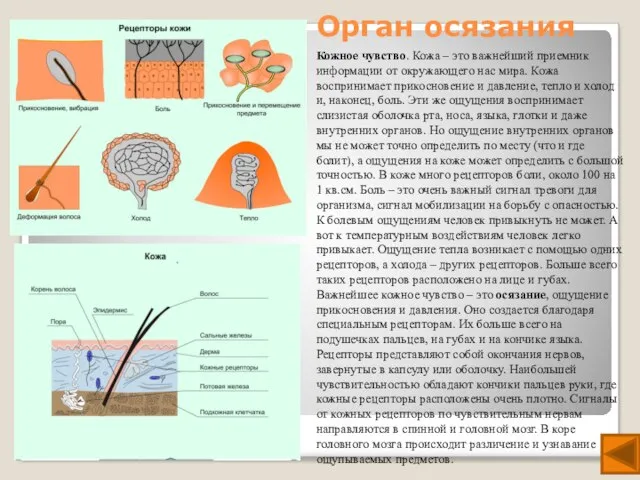 Орган осязания Кожное чувство. Кожа – это важнейший приемник информации от