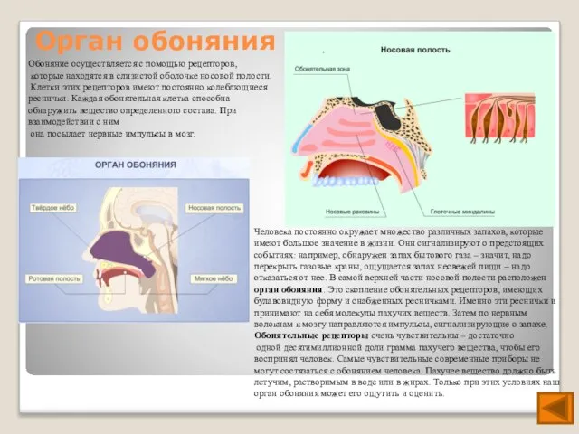 Орган обоняния Обоняние осуществляется с помощью рецепторов, которые находятся в слизистой