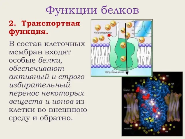 Функции белков 2. Транспортная функция. В состав клеточных мембран входят особые