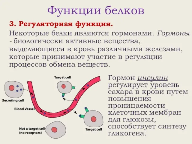 Функции белков 3. Регуляторная функция. Некоторые белки являются гормонами. Гормоны -