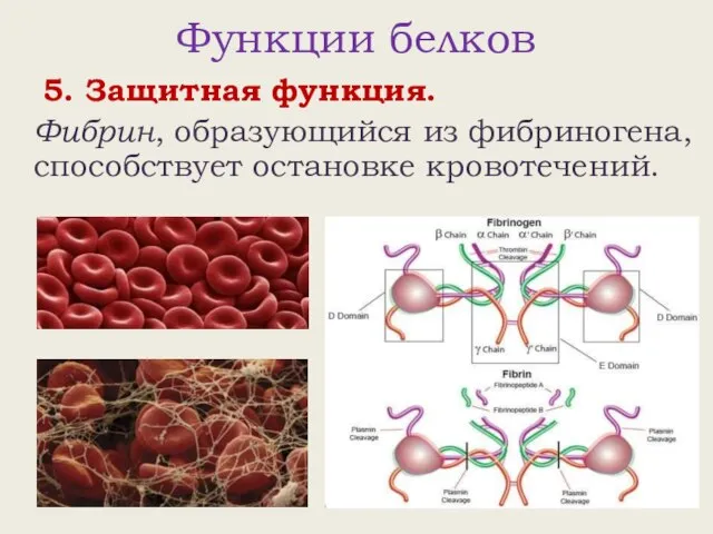 Функции белков 5. Защитная функция. Фибрин, образующийся из фибриногена, способствует остановке кровотечений.