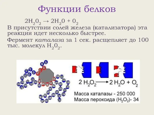 Функции белков 2Н202 → 2Н20 + 02 В присутствии солей железа