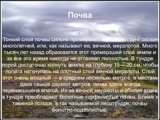 Почва Тонкий слой почвы сильно промерзает, а под ним грунт скован