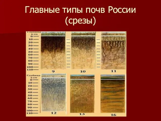 Главные типы почв России (срезы)