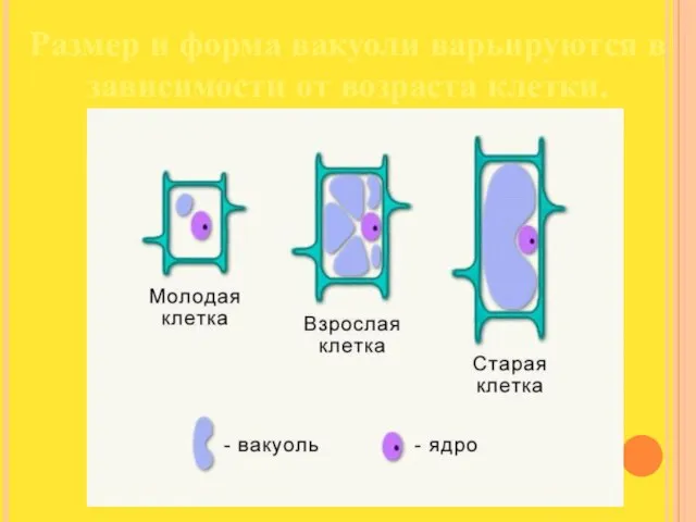 Размер и форма вакуоли варьируются в зависимости от возраста клетки.