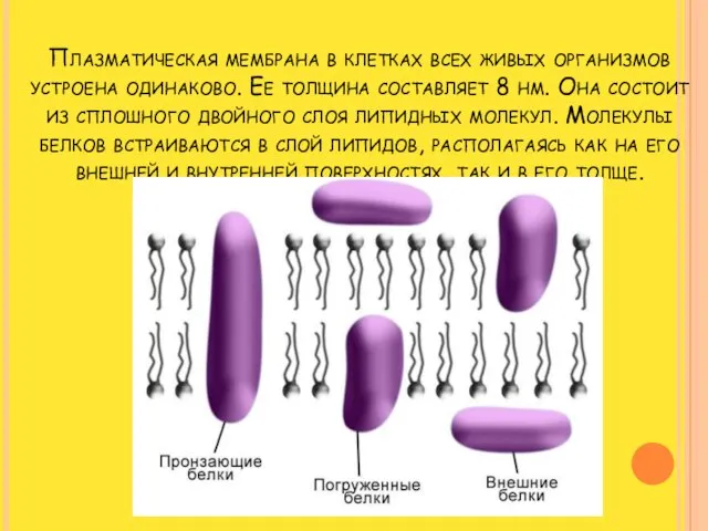 Плазматическая мембрана в клетках всех живых организмов устроена одинаково. Ее толщина