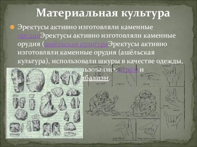 Эректусы активно изготовляли каменные орудияЭректусы активно изготовляли каменные орудия (ашёльская культураЭректусы