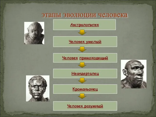 Австралопитек этапы эволюции человека Человек умелый Человек прямоходящий Неандерталец Кроманьонец Человек разумный