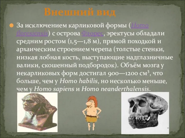 За исключением карликовой формы (Homo floresiensis) с острова Флорес, эректусы обладали