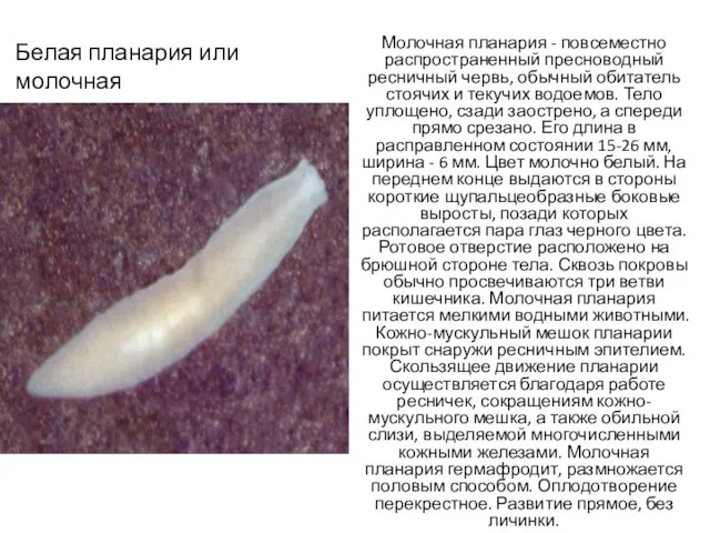 Белая планария или молочная Молочная планария - повсеместно распространенный пресноводный ресничный
