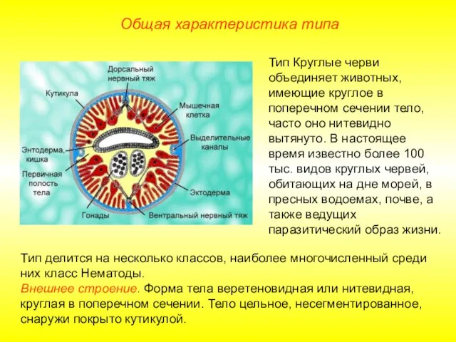 Общая характеристика типа Тип делится на несколько классов, наиболее многочисленный среди