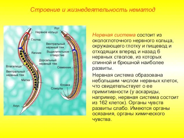 Строение и жизнедеятельность нематод Нервная система состоит из окологлоточного нервного кольца,