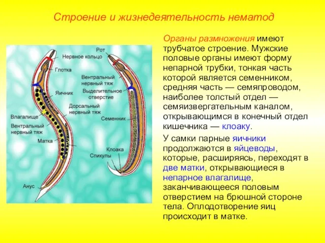 Строение и жизнедеятельность нематод Органы размножения имеют трубчатое строение. Мужские половые