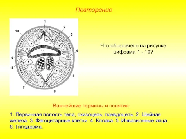 Повторение Что обозначено на рисунке цифрами 1 - 10? Важнейшие термины