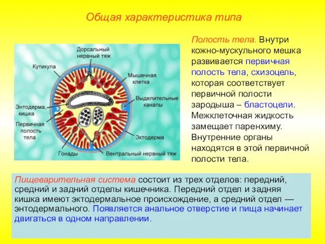 Общая характеристика типа Пищеварительная система состоит из трех отделов: передний, средний