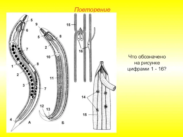 Повторение Что обозначено на рисунке цифрами 1 - 16?