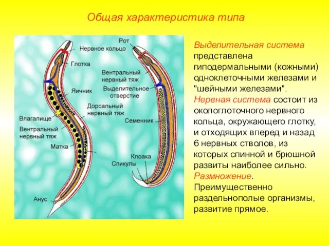 Общая характеристика типа Выделительная система представлена гиподермальными (кожными) одноклеточными железами и