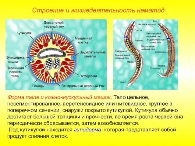 Строение и жизнедеятельность нематод Форма тела и кожно-мускульный мешок. Тело цельное,