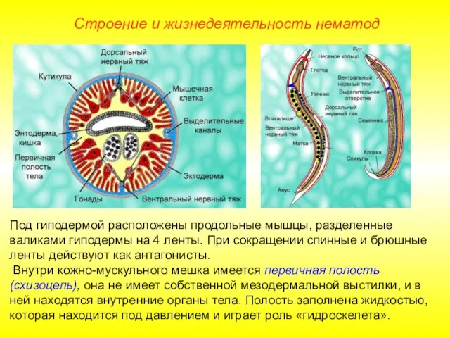 Строение и жизнедеятельность нематод Под гиподермой расположены продольные мышцы, разделенные валиками