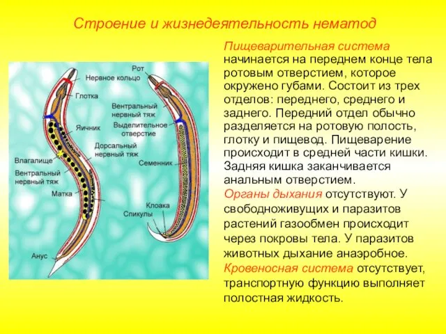 Строение и жизнедеятельность нематод Пищеварительная система начинается на переднем конце тела