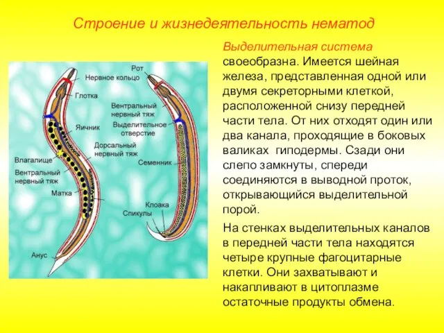 Строение и жизнедеятельность нематод Выделительная система своеобразна. Имеется шейная железа, представленная