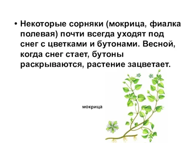 Некоторые сорняки (мокрица, фиалка полевая) почти всегда уходят под снег с