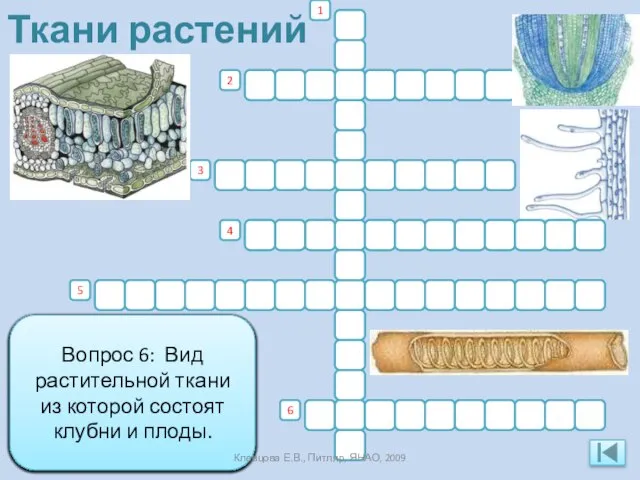 Ткани растений п р о в я з д а я