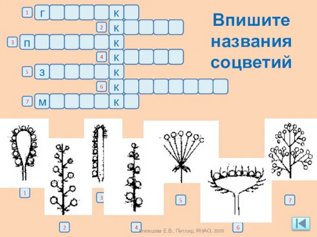 Впишите названия соцветий г о л о в к а а