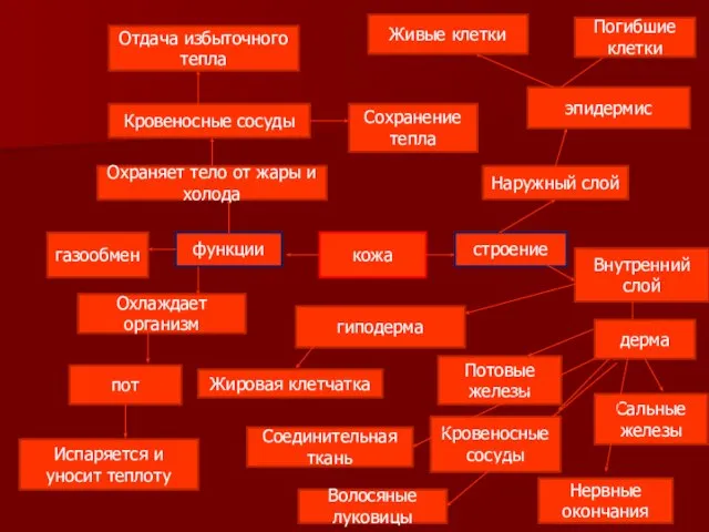 кожа строение функции газообмен Охраняет тело от жары и холода Кровеносные