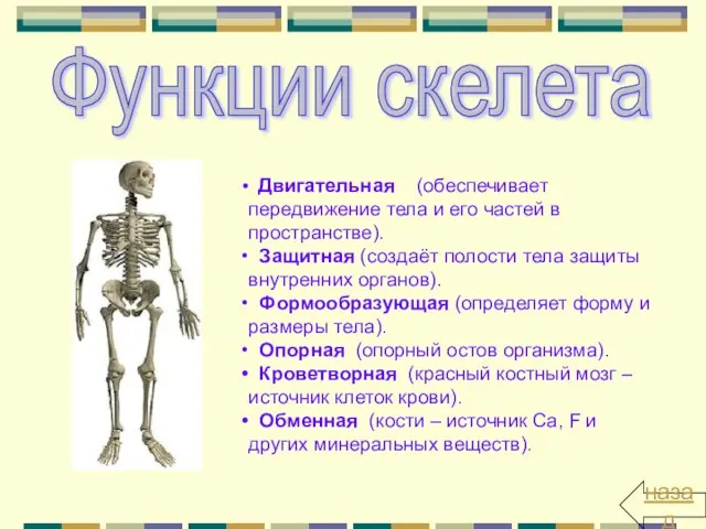 Функции скелета Двигательная (обеспечивает передвижение тела и его частей в пространстве).