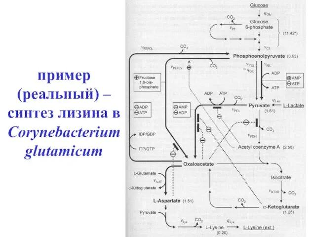 пример (реальный) – синтез лизина в Corynebacterium glutamicum