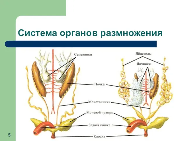 Система органов размножения